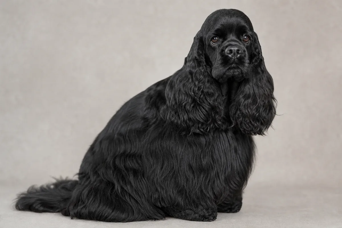 Adulte American Cocker Spaniel à la robe noir uni (jet black), assis de profil, montrant le crâne bombé et les franges soyeuses du standard