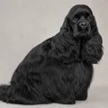 Robe noire du American Cocker Spaniel