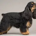 Robe noir et feu du American Cocker Spaniel