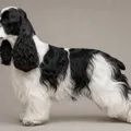 Robe particolore noir et blanc du American Cocker Spaniel