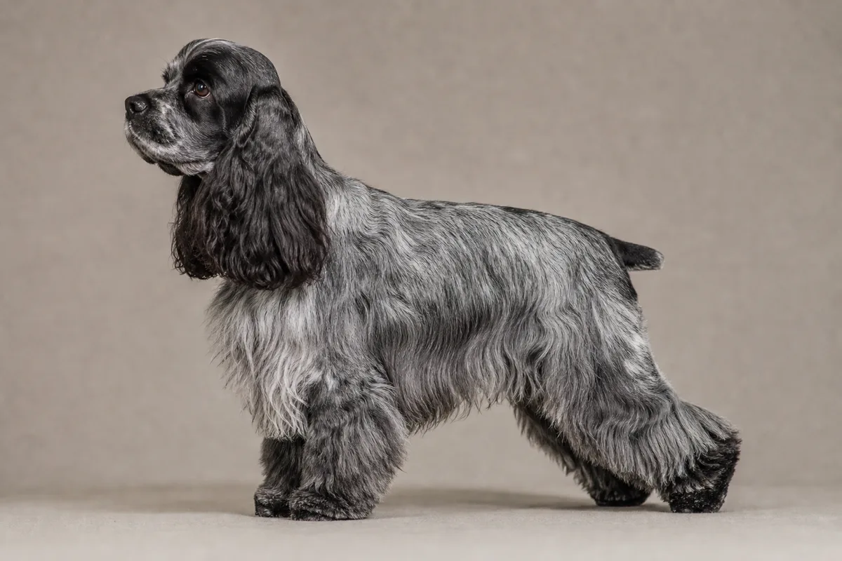 Adulte American Cocker Spaniel à la robe blue roan, poils noirs finement mêlés de blanc donnant un aspect gris-bleuté moucheté