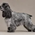 Robe blue roan du American Cocker Spaniel
