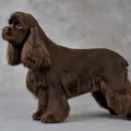 Robe chocolat (brown) du American Cocker Spaniel