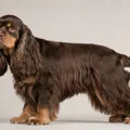 Robe chocolat et feu du American Cocker Spaniel