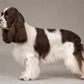 Robe particolore chocolat et blanc du American Cocker Spaniel