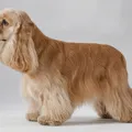 Robe buff (doré) du American Cocker Spaniel