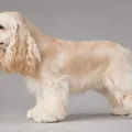 Robe crème du American Cocker Spaniel