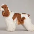 Robe particolore rouge et blanc du American Cocker Spaniel