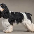 Robe tricolore du American Cocker Spaniel