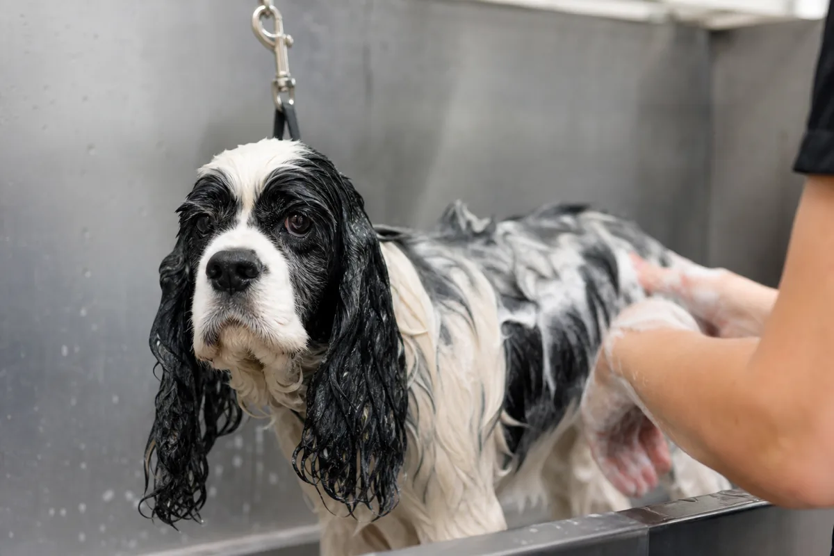 American Cocker Spaniel au pelage mouillé et savonné pendant un bain de toilettage, robe particolore noir et blanc