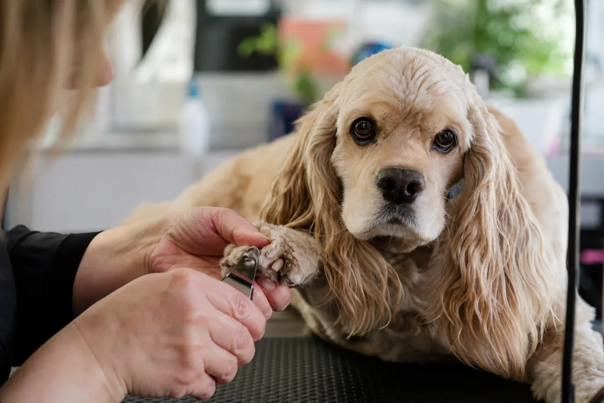 Gros plan des mains d'un toiletteur coupant les griffes et les poils de la patte d'un American Cocker Spaniel