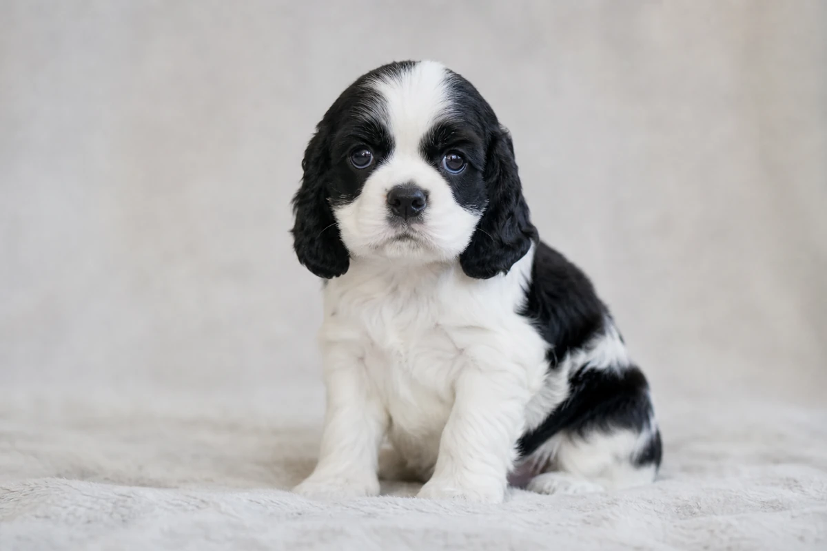 American Cocker Spaniel puppy, about nine weeks old, with a black and white parti-color coat, sitting on a pale blanket
