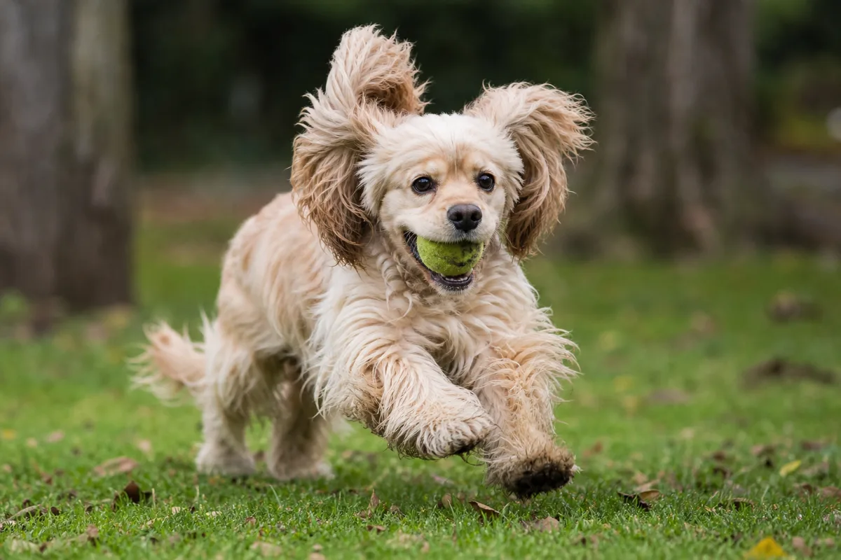 American Cocker Spaniel au pelage buff courant avec une balle de tennis dans la gueule sur une pelouse, oreilles au vent